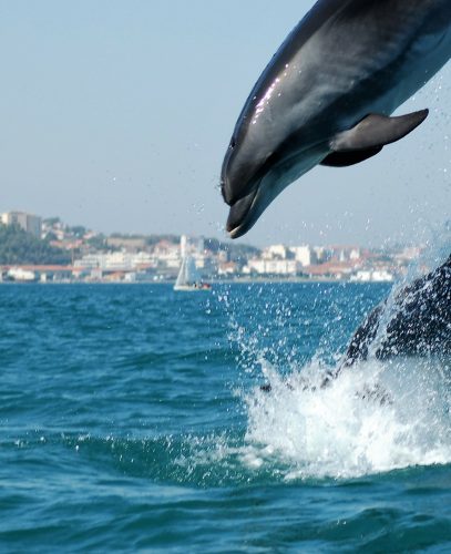 Golfinhos.jpg